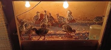 əbabil quşu: Hind quşu balalari . Amerikan bronz sortu — 2