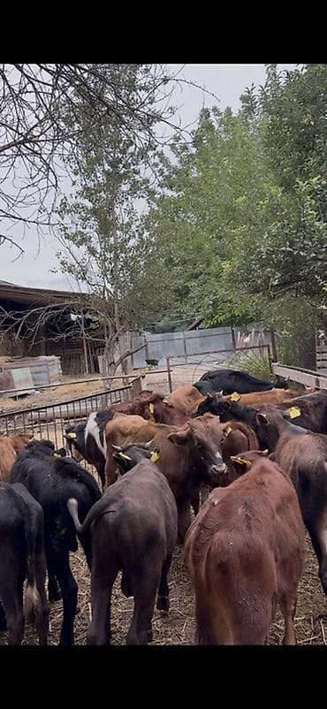 cins piwikler: 🐂 3–5 AYLIQ ERKƏK DANALAR SATILIR! 📌 28 baş erkək dana mövcuddur. 📌 — 5