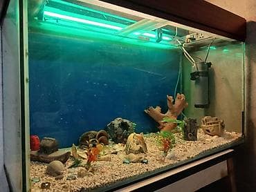 akva ayaqabılar: Dördbucaq akvarium, Boş, 297 l, Ünvandan götürmə — 4