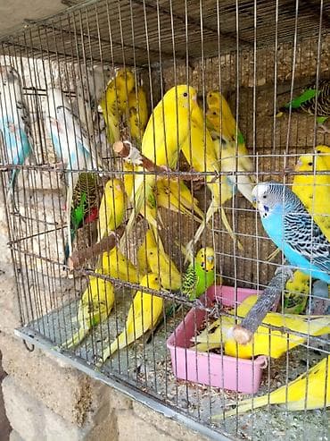 tutuquşu adları: Papuqaylar 14 manattan hazir cutterdi hamsi — 4