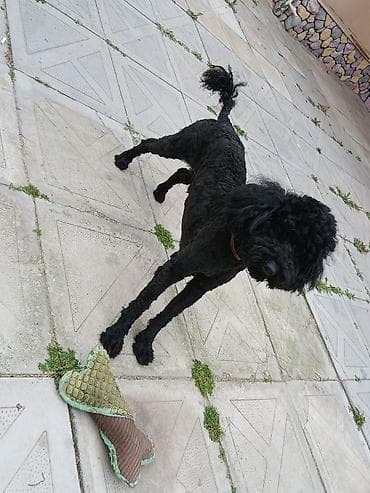 heyvan: Pudel, 2 il, Erkek, Cütləşmə üçün — 2