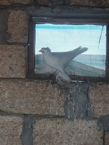 quş qovan aparat: Erkək oynaq quşdu — 4