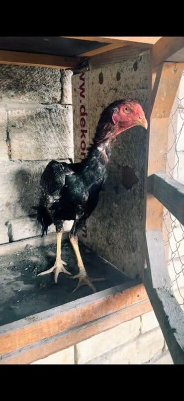 yaponka xoruzlar: Məhsul: Uzunboyun, möhkəm ayaqlı, sərt bədən quruluşlu döyüş tipli — 2