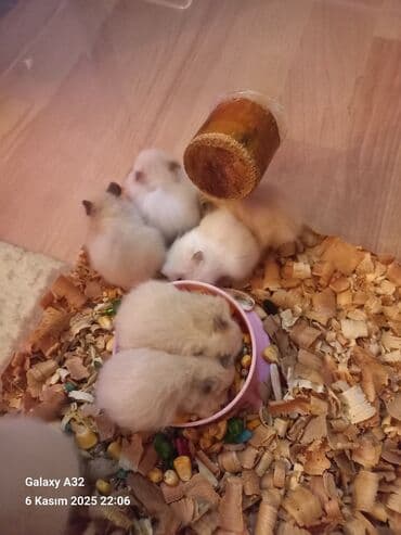 енот в баку купить: Sevimli hemsterlar nadir uzun tuklu olurlar böyüyəndə cinsi erkey və — 1