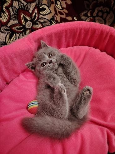 Digər heyvanlar: Britan — 8