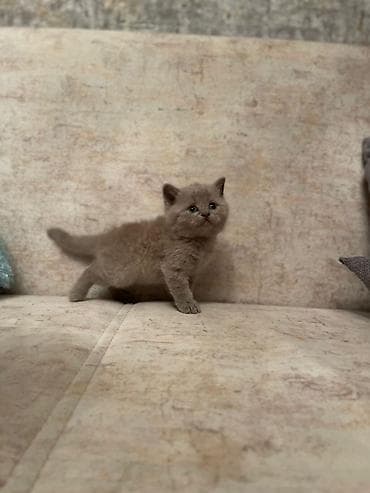 pişim: Britan — 6