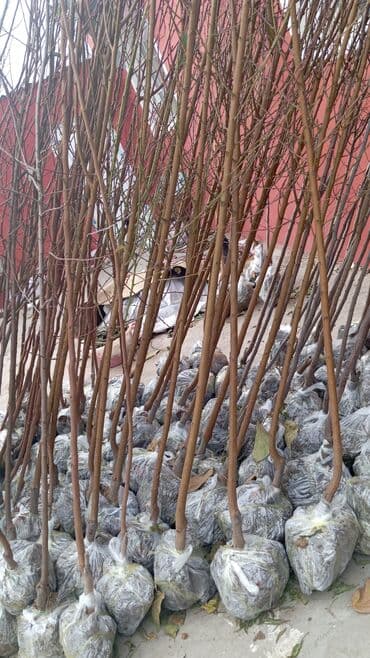 пластмассовый бак для воды купить: Her növ ağaclar ve dekarativ ağaclar çox ucuz ve qarantili gubresiz — 53