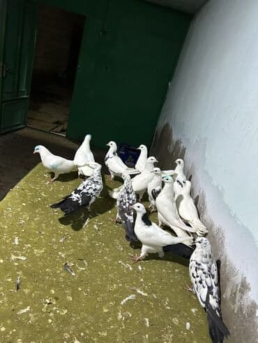 şahin quşunun qiyməti: 5 manatdan 10 manata kimi qiymet deywr — 4