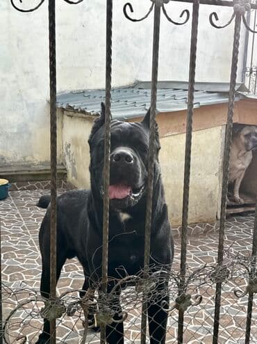 Собаки: Кане-корсо — 39