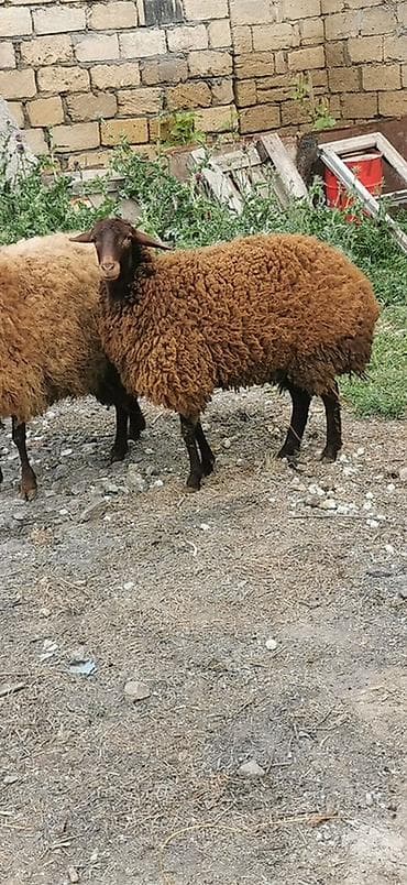 afcarka balasi erkey: Qoyunlar – yerli cins, qəhvəyi rəngli - Say: 2 baş 2 dişi Qala — 6