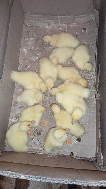 шотландская серебристая шиншилла купить: Самка, | Lal ordek, Для разведения, Самовывоз — 2