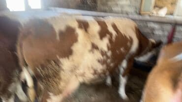 en cox sud veren inekler: Inekler satılır qiymət fərqlidi 18 litrdən 30 litrə kimi balali.da var — 1