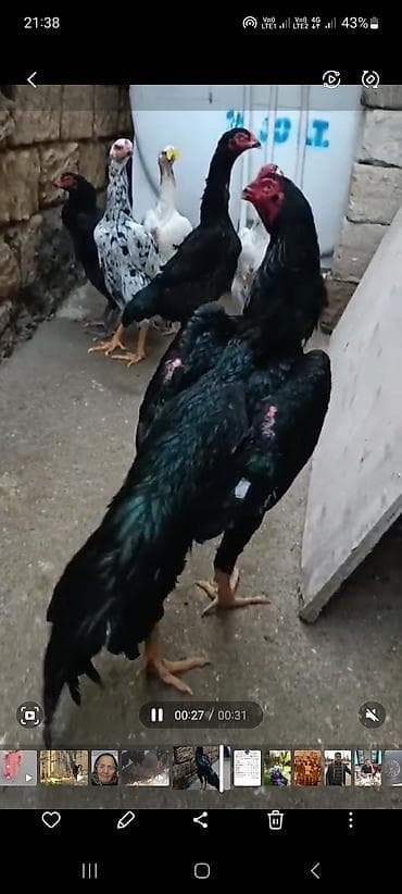 Satılır: o şamonun yumurtası var qara rəngdədir isdəyən — 2