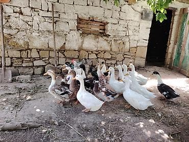 qus adlari: Tam sağlam damazlıq və kəsimə yararlı səsli ördəklər satılır. 15 — 2