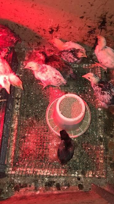 ucuz toyuq satisi: Toyuq cücələri, Ətlik — 3