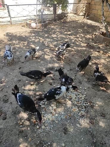 balaca itler satilir: Tam sagllam Lal ordekler. 10 ededi. qiymet. hamsina. aiddi tek tek — 5