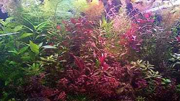 Akvarium bitkiləri və balıqlar — 1