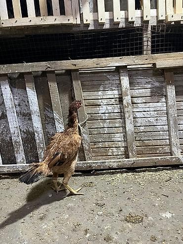 Toyuq, Damazlıq, Ünvandan götürmə