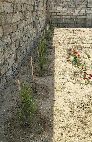 12 sot, Mülkiyyətçi, Kupça (Çıxarış) — 2