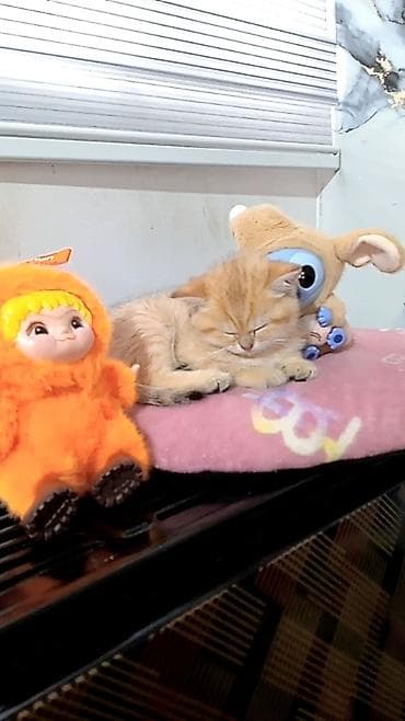 ag pisikler: Britan — 1