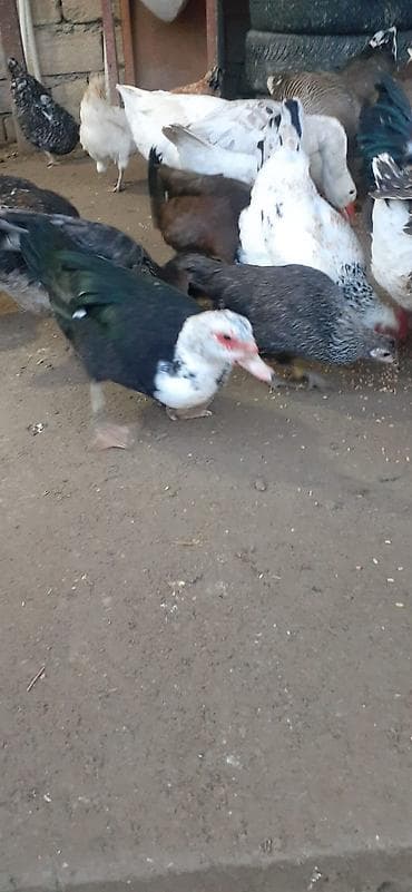 mandarinka ördəyi: Muscovy (indo) ördəkləri – yerli təsərrüfatdan. Xüsusiyyətlər: - — 2