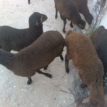 Salam hervaxdız xeyir saxlamlıq quzularm cxdı satqa isdiyen elaqe — 18