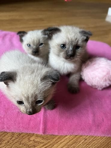 heyvan: Siam, Erkək, Dişi — 1