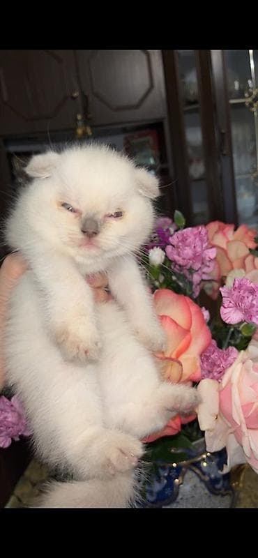 pişik geyimleri: Şotland, Dişi, Ünvandan götürmə, Pulsuz çatdırılma — 2