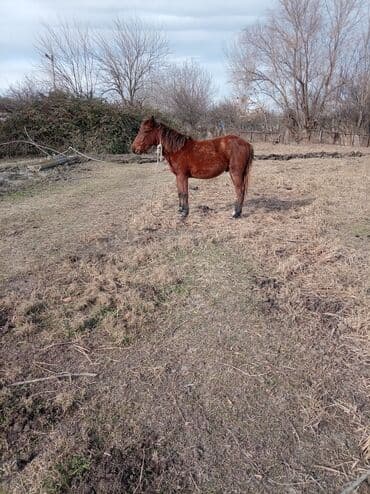 Qırmızı-kəhvəyi rəngli at - Növ: yerli iş/Minik atı - Rəng