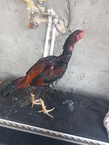 5 aylık hayvandır temas fen xoruzu bana dusub cıtmeye gelıb zehmet