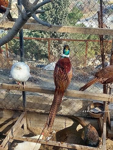 yumurta qiyməti: Məhsul: Qırqovul yumurtaları Təsvir: - Təxminən bıldırcın ölçüsünə — 3