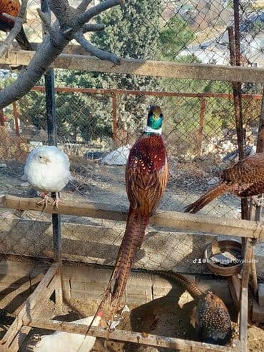 Muncuqlar: Məhsul: Qafqaz qırqovulu (erkək) Təsvir: - Növ: Qafqaz qırqovulu — 2