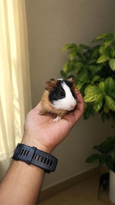 gəlincik heyvan: İki ədəd ginepig (dəniz donuzu) satilir. 4 ayliq baladilar. Hər yerdə — 1