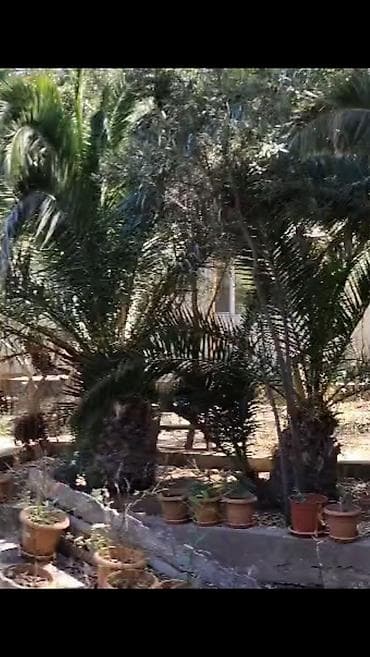 lerik ev kiraye: Nardaran. Sea Breezele uz-beuz 44 sot, 6 dene ev (ayrica), 11 otag — 9