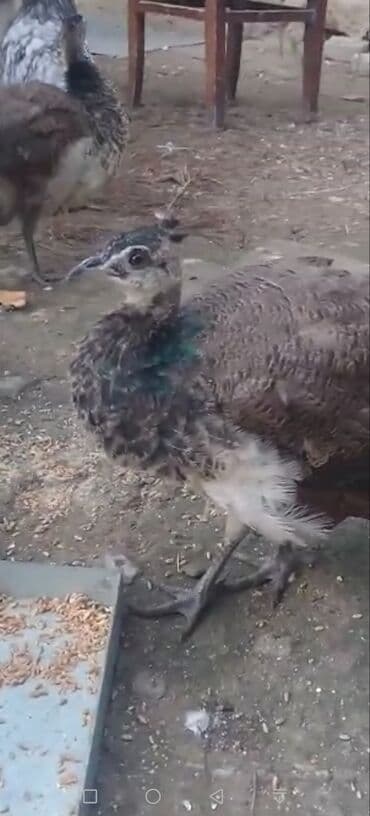 значок хары бюльбюль купить: 3denesi 500 manat — 2