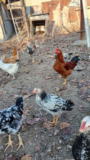 İtlər: Toyuqlar və xoruzlar satılır. Şəkillərdə iri və orta çəkili toyuq və — 9