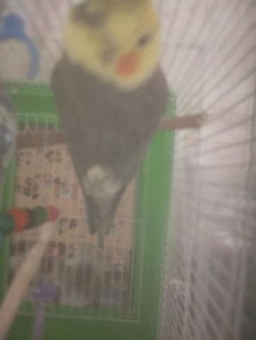 Gəmiricilər: 1cüt karella qəfəs yem və su qabilari yellənçək yuva qusdarda hazır — 6