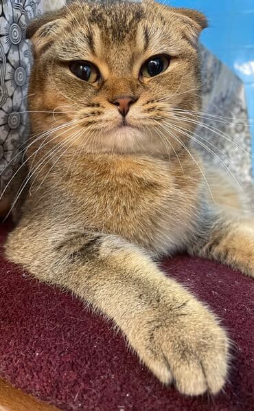 возьму породистого котенка в дар: Британская вислоухая, Самка — 3