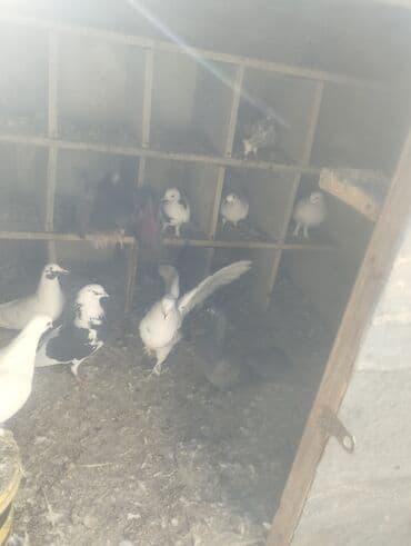 lelekli heyvanlar: Qusxana goyercin yuvasi quş dami — 3