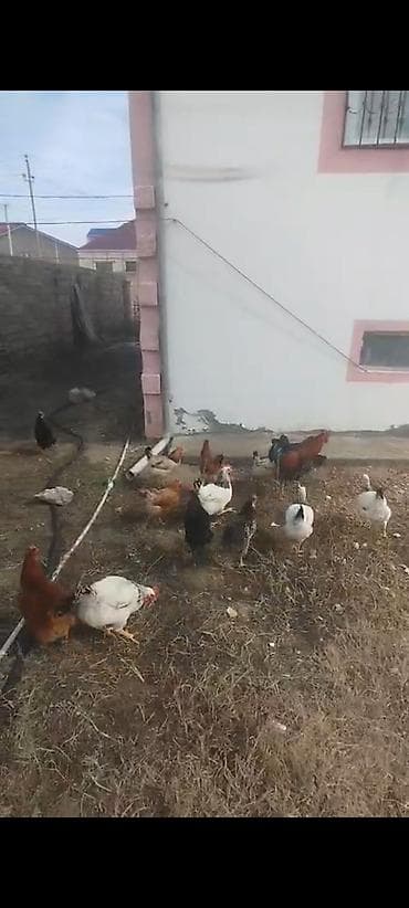 broyler cuce satisi: ‼️ Təcili Satılır. ‼️ Cəmi 15 ədədi 1 dene xoruz 14 denede fere 6 — 4