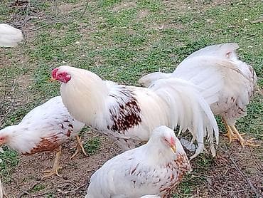 karella qus: Toyuqlar — 10