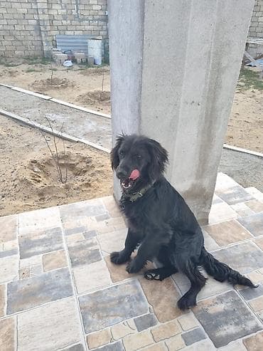 Quşlar: 8ayliqdir.Parodasini bilenler taniyar nece bahali itdir.qiymətdə cuzi — 5