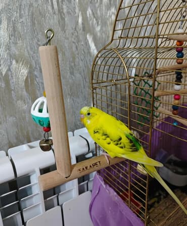 Danişan papuqay Danışandi cox söz bilor. Əl quşudu . İnsanlardan