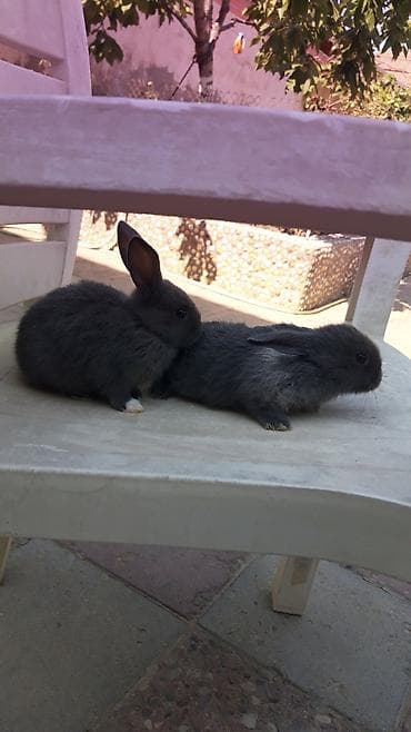 mini lop: Mini lop (aşağıqulaqlı) dekorativ dovşan balaları - Cins: Mini Lop — 5