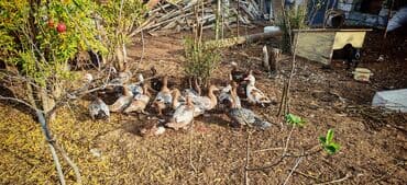 kayuqa ordek: Qiymet 25n35 manat arasi tecili satilir — 4