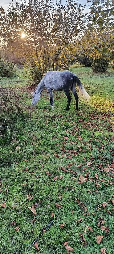 Inəklər, öküzlər: Dişi, il: 5 — 4