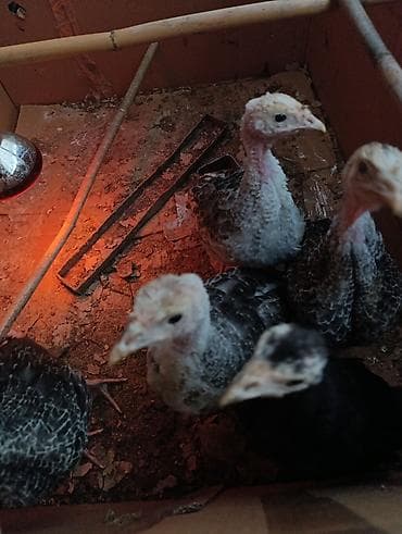 hinduşka satılır: 1ayliq hunduwqa 2si erkey 3diwi — 2