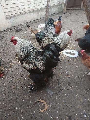 xoruz: Məhsul: Təmizcins toyuq və xoruzlar (iri yumurtalı-ətlik istiqamət) — 1