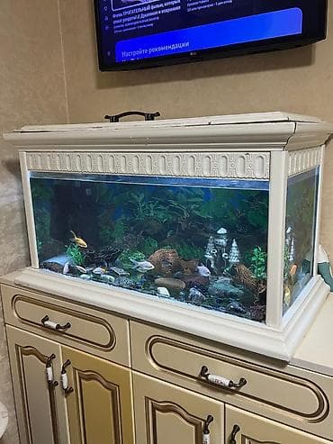 Akvarium 8balıq var 200₼ uzunu 82 sm hündürü 50 sm eni 38 sm Ünvan — 1