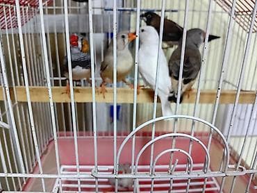 derzi quşu: Amdiler satlur 5amdi 2edede benqel optovoy 70m qefes qariq - — 3